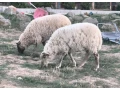 mlade-ovecky-krizene-masove-small-1