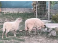 mlade-ovecky-krizene-masove-small-2