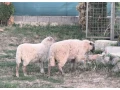 mlade-ovecky-krizene-masove-small-0