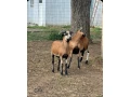 kamerunsky-barany-small-0