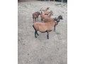 predam-kamerunske-ovce-small-0