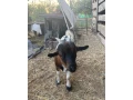 holandske-mini-kozicky-small-1