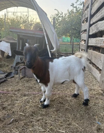 holandske-mini-kozicky-big-2