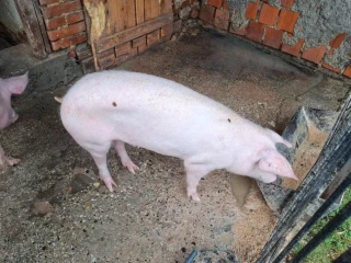 prasa