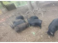 vietnamske-svine-small-0