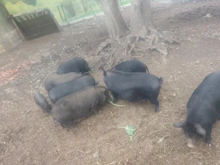 vietnamske-svine