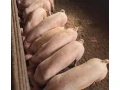 odstavcata-small-3