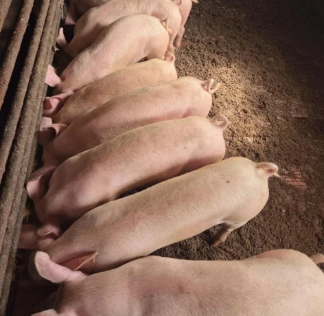 odstavcata-big-2