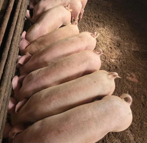 odstavcata-big-1