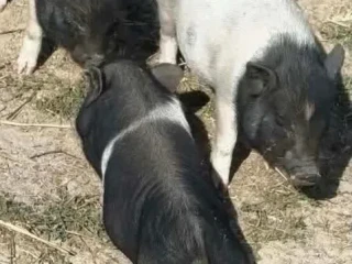 mini-prasiatka