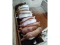 predam-small-0