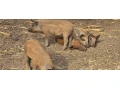 predam-odstavcata-mangalica-75-small-1