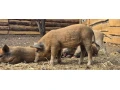 predam-odstavcata-mangalica-75-small-4