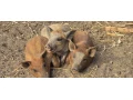 predam-odstavcata-mangalica-75-small-0