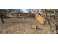 predam-odstavcata-mangalica-75-small-2