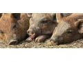 predam-odstavcata-mangalica-75-small-3