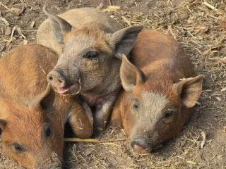 predam-odstavcata-mangalica-75