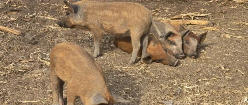 predam-odstavcata-mangalica-75-big-1
