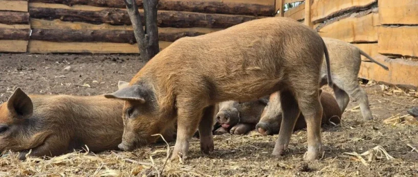 predam-odstavcata-mangalica-75-big-4