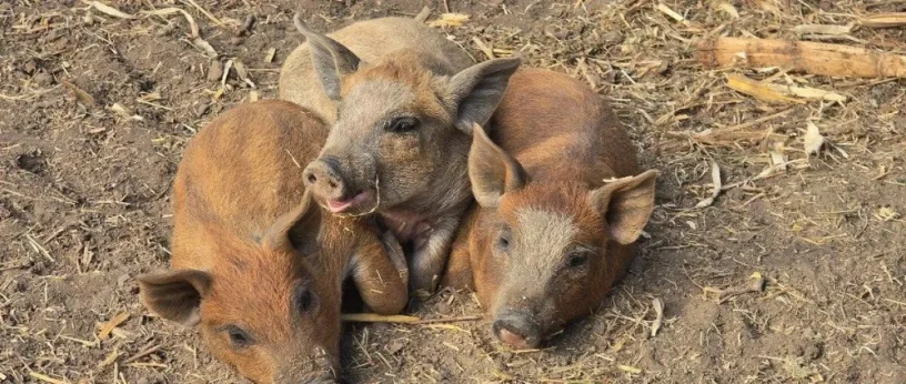 predam-odstavcata-mangalica-75-big-0