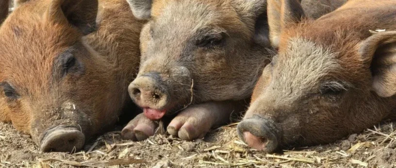 predam-odstavcata-mangalica-75-big-3