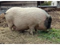 predam-prasnicku-prasa-prasiatko-gotingenske-gotinske-small-1