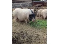 predam-prasnicku-prasa-prasiatko-gotingenske-gotinske-small-0