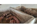 predam-odstavcata-small-0
