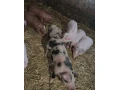 predam-odstavcata-small-0