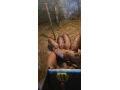 xxx-small-2