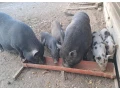 vietnamske-prasata-small-1