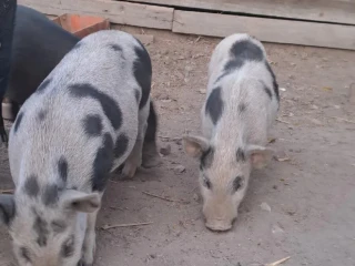 vietnamske-prasata