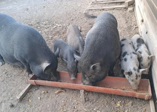 vietnamske-prasata-big-1