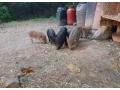 vietnamske-prasiatka-small-0
