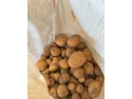 zemiaky-na-krmenie-zvierat-small-0