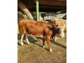 slovenske-cervene-strakate-small-1