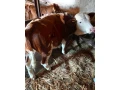 slovenske-cervene-strakate-small-2