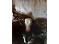 slovenske-cervene-strakate-small-0