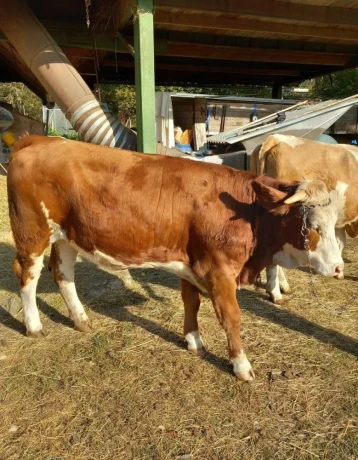 slovenske-cervene-strakate-big-1