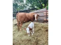 predam-kravu-small-3