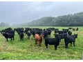 bio-jalovice-1-2-roky-aberdeen-angus-na-dalsi-chov-small-0