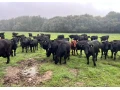 bio-jalovice-1-2-roky-aberdeen-angus-na-dalsi-chov-small-1