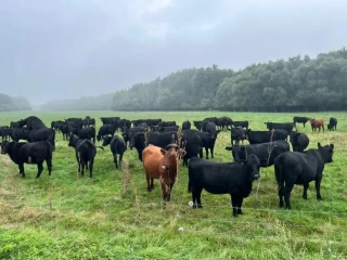 bio-jalovice-1-2-roky-aberdeen-angus-na-dalsi-chov