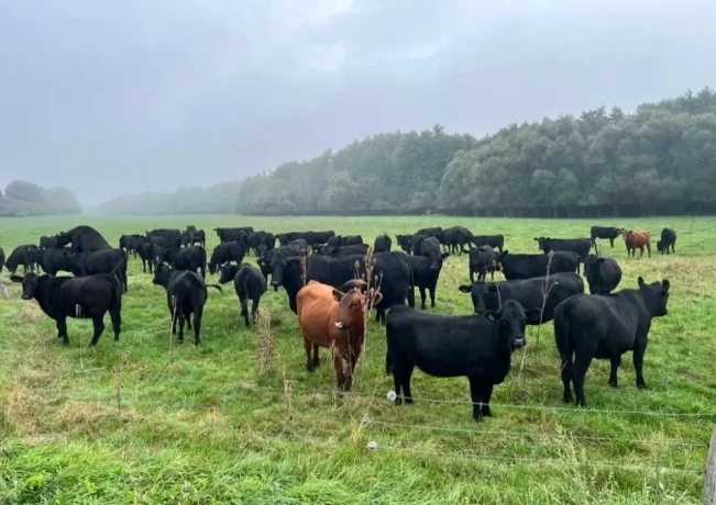 bio-jalovice-1-2-roky-aberdeen-angus-na-dalsi-chov-big-0