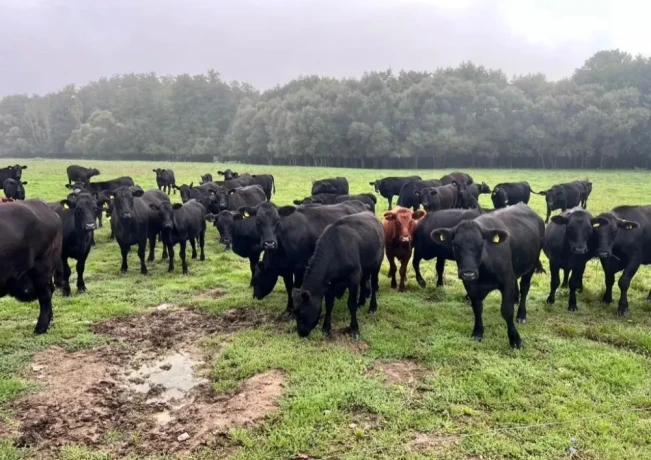 bio-jalovice-1-2-roky-aberdeen-angus-na-dalsi-chov-big-1