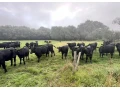 bio-jalovice-odstav-aberdeen-angus-na-dalsi-chov-small-1