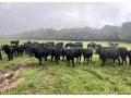 bio-jalovice-odstav-aberdeen-angus-na-dalsi-chov-small-0
