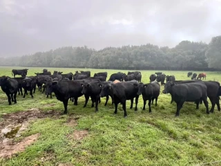 bio-jalovice-odstav-aberdeen-angus-na-dalsi-chov