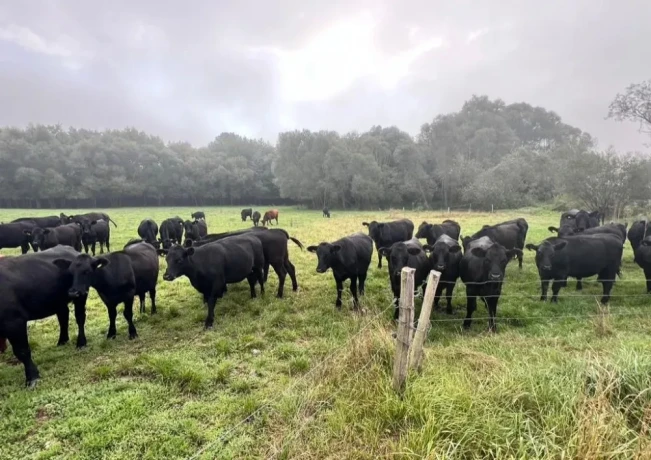 bio-jalovice-odstav-aberdeen-angus-na-dalsi-chov-big-1