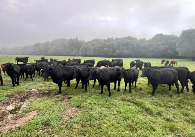 bio-jalovice-odstav-aberdeen-angus-na-dalsi-chov-big-0